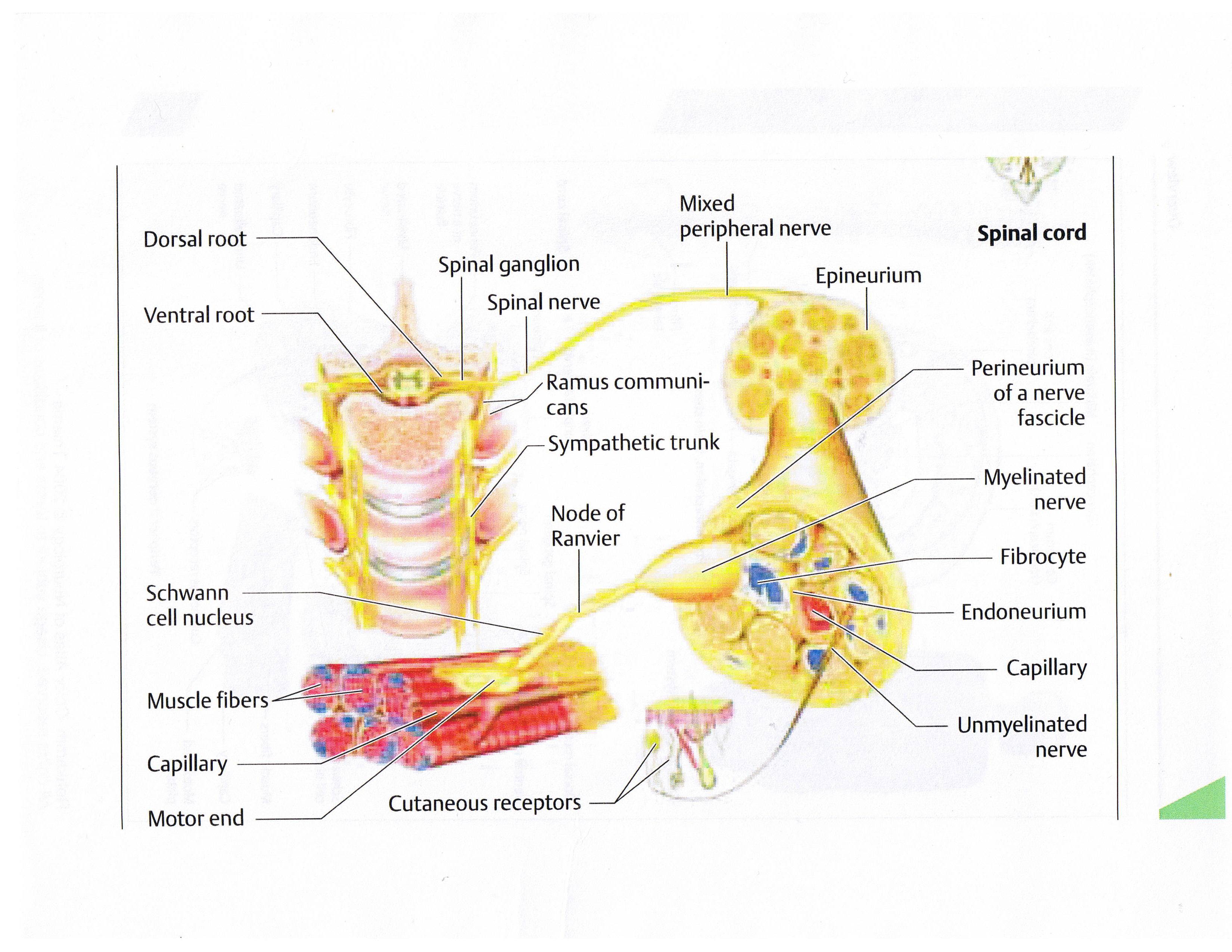 end vascular territories is where the damage gets done